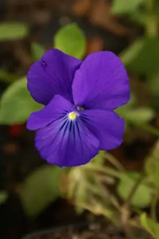 Viola cornuta 'Inverurie Beauty'
