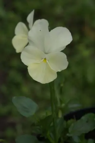 Viola cornuta 'Ivory Queen'