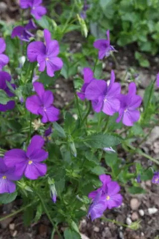 Viola cornuta 'James Malpas'