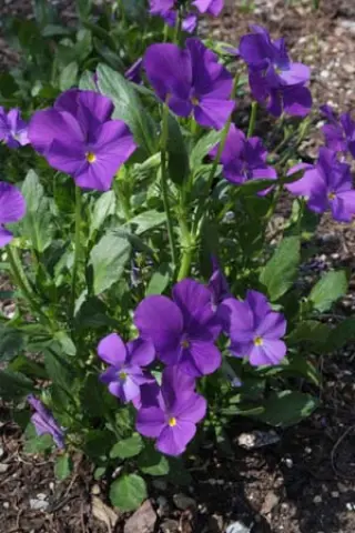 Viola cornuta 'James Malpas'