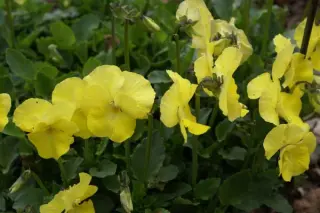 Viola cornuta 'Judy Goring'
