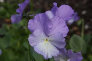 Viola cornuta 'Kitty White'