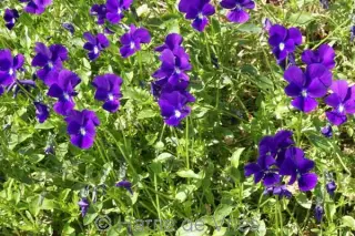 Viola cornuta 'Louis'