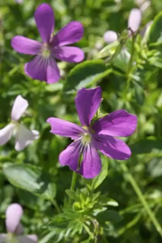 Viola cornuta 'Maiden's Blush'