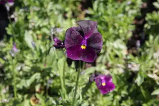 Viola cornuta 'Raven'