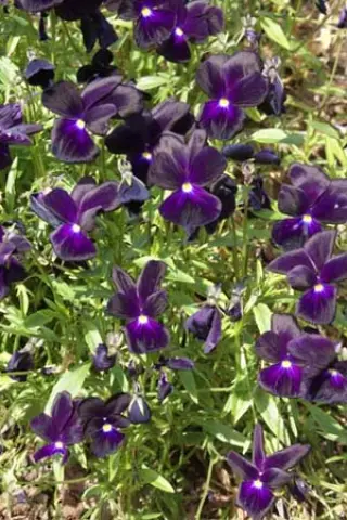 Viola cornuta 'Rosthorne Black'