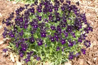 Viola cornuta 'Rosthorne Black'