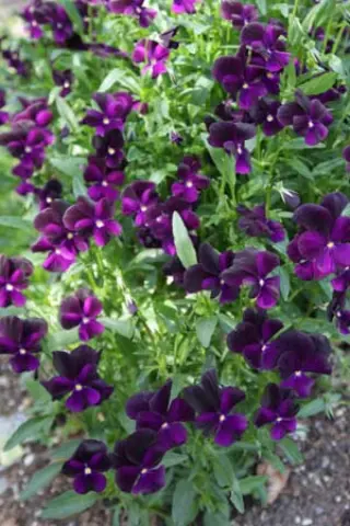 Viola cornuta 'Roscastle Black'