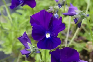 Viola cornuta 'Roem Van Aalsmeer'