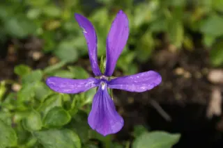 Viola cornuta 'Spider'