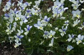 Viola cornuta 'Swallowtail'