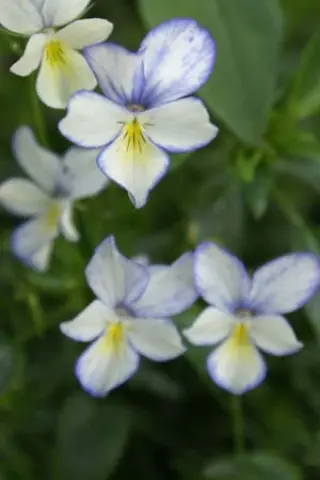 Viola cornuta 'Swallowtail'