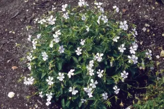 Viola cornuta 'Victoria's Blush'