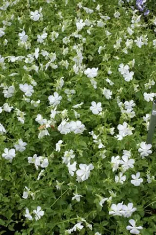 Viola cornuta 'Wisley White'
