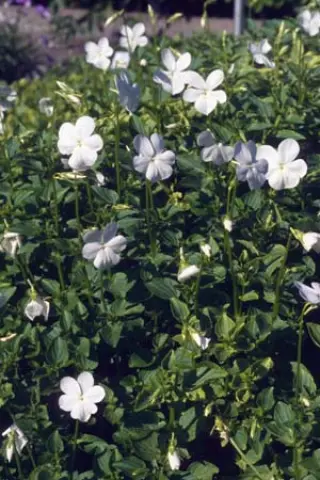 Viola cornuta 'Wisley White'