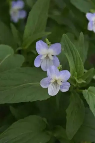 Viola elatior