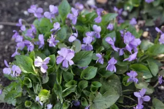 Viola 'Himmelstropfen'