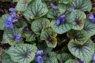 Viola hirsutula