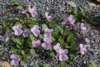 Viola jooi