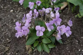 Viola jooi