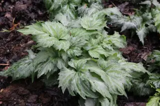 Viola koreana 'Silver Samurai'