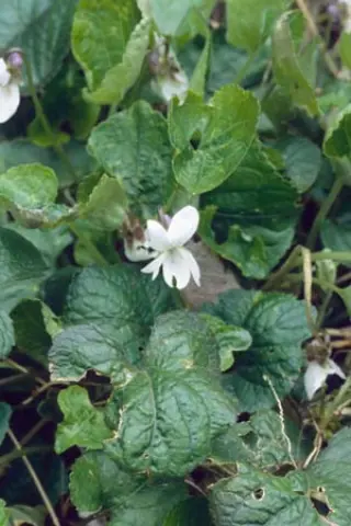 Viola odorata 'Czar Blanc'