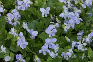 Viola odorata 'Donau'