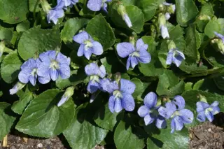 Viola odorata 'Goethe'