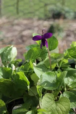 Viola odorata 'Lianne'