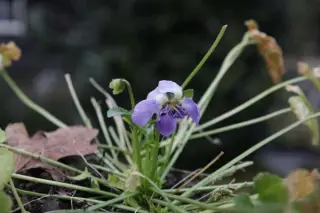 Viola odorata 'Parme De Toulouse'