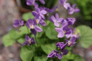 Viola odorata 'Queen Charlotte'