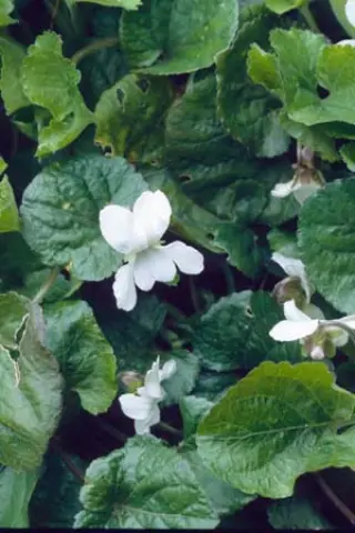 Viola odorata 'Weimar'