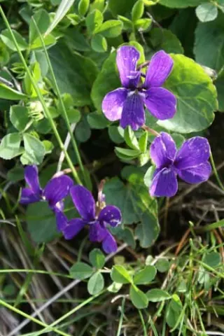 Viola somchetica