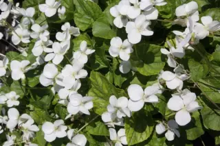 Viola sororia 'Albiflora'