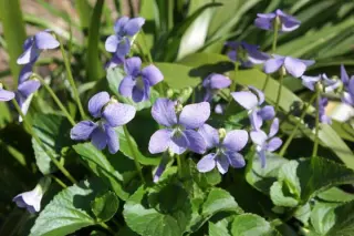 Viola sororia 'Dark Freckles'