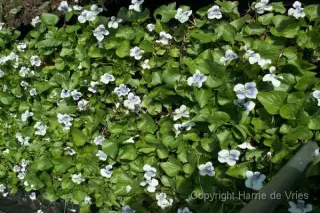 Viola sororia 'Freckles'