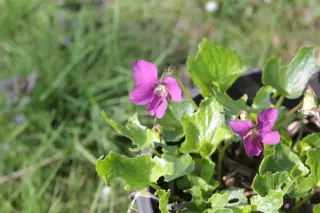 Viola sororia 'Rubra'