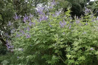 Vitex agnus-castus 'Latifolius'