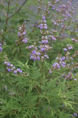 Vitex negundo (V. chinensis)