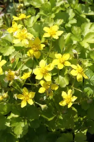 Waldsteinia fragarioides
