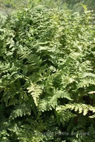 Woodsia obtusa