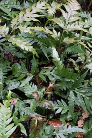 Woodwardia orientalis