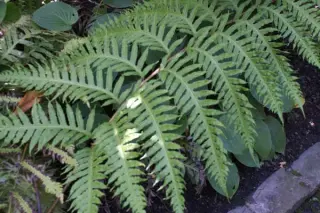 Woodwardia unigemmata