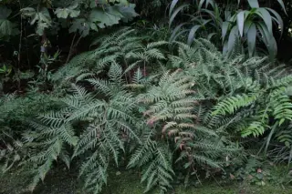 Woodwardia unigemmata