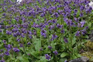 Wulfenia carinthiaca