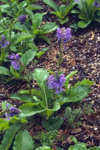 Wulfenia carinthiaca