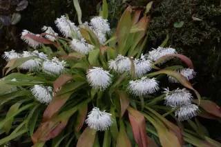 Ypsilandra thibetica