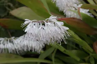 Ypsilandra thibetica
