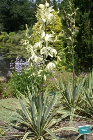 Yucca filamentosa 'Bright Edge'