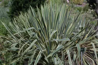 Yucca filamentosa 'Bright Edge'